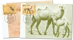 Tylko dziś China - Maximumkaarten