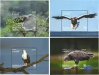 Adelaar, vogels van de wereld - S/S Nowość