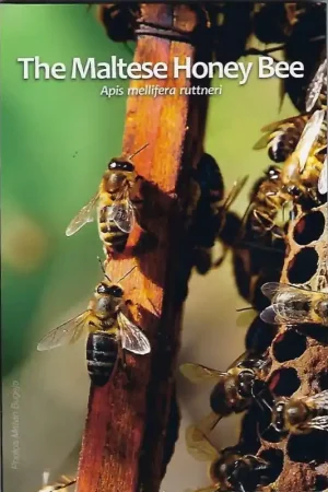 Ekspresowa dostawa 2 euro Malta 2024 'Honingbij' in blister