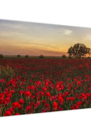 Schilderij - Weiland met klaprozen Darmowa dostawa