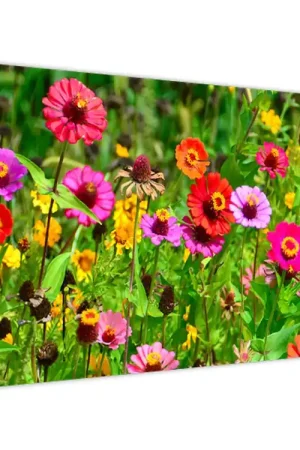 Ostatnia szansa Schilderij - Weidebloemen