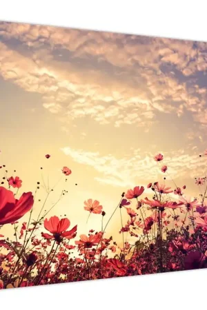 Niska cena Schilderij - Weiland met bloemen