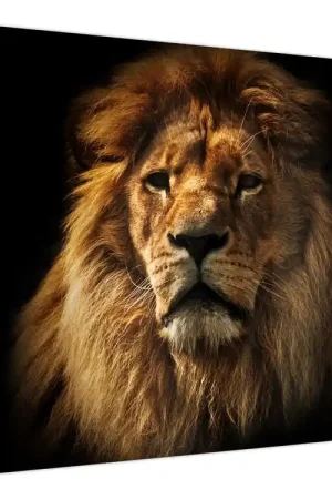 Zamów teraz Schilderij - Leeuw met rijke manen