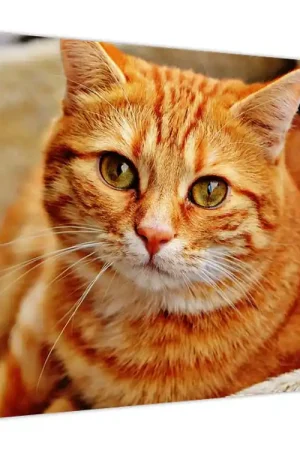 Schilderij - Liggende poes Wysoka jakość