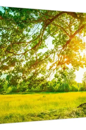 Schilderij - Zonnig bos Wyprzedaż
