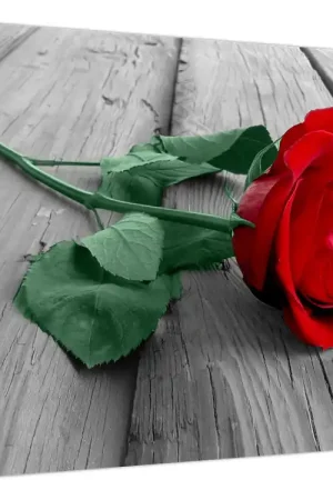 Wysoka jakość Schilderij - Rode roos met groene steel