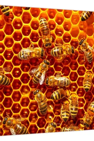 Promocja Schilderij - Honingraat