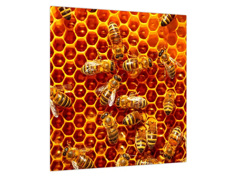 Promocja Schilderij - Honingraat