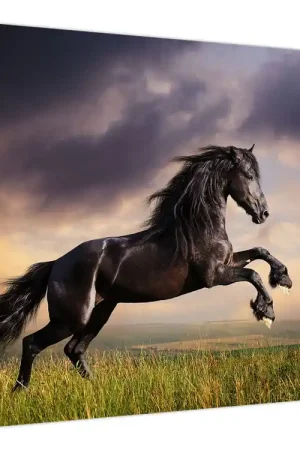 Schilderij - Paarden Wysoka jakość