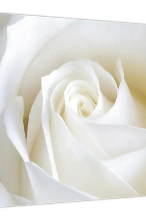 Schilderij - Witte roos Nowość
