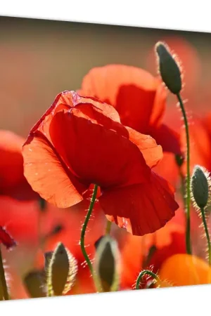 Schilderij - Klaprozen Premium