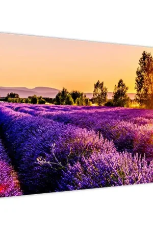 Schilderij - Lavendelveld Oferta limitowana