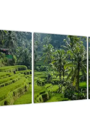 Schilderij - Rijstterassen Tegalalang, Bali Ostatnia szansa