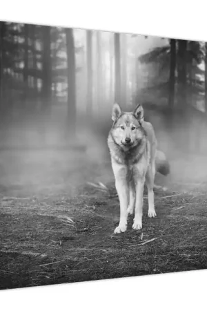 Ostatnia szansa Schilderij - Boswachter, zwart-wit