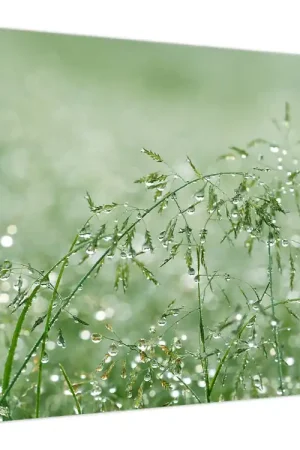Niska cena Schilderij - Ochtenddauw op grassprieten