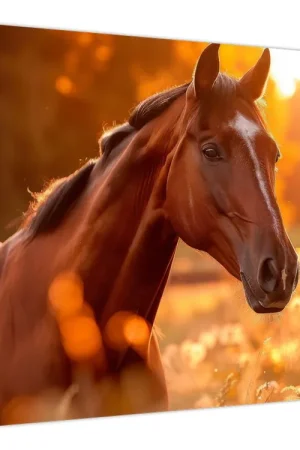 Wyprzedaż Schilderij - Paard in de zonsondergang