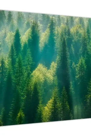 Schilderij - Dennebos Bezpieczna płatność