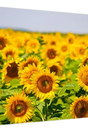 Schilderij - Zonnebloemen Najlepsza cena