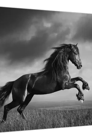 Schilderij - Zwart en wit paard Rabat