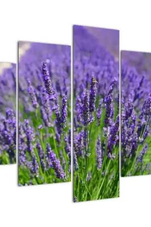 Premium Schilderij - Lavendel