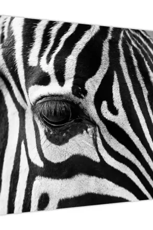 Schilderij - Zebra Oferta limitowana