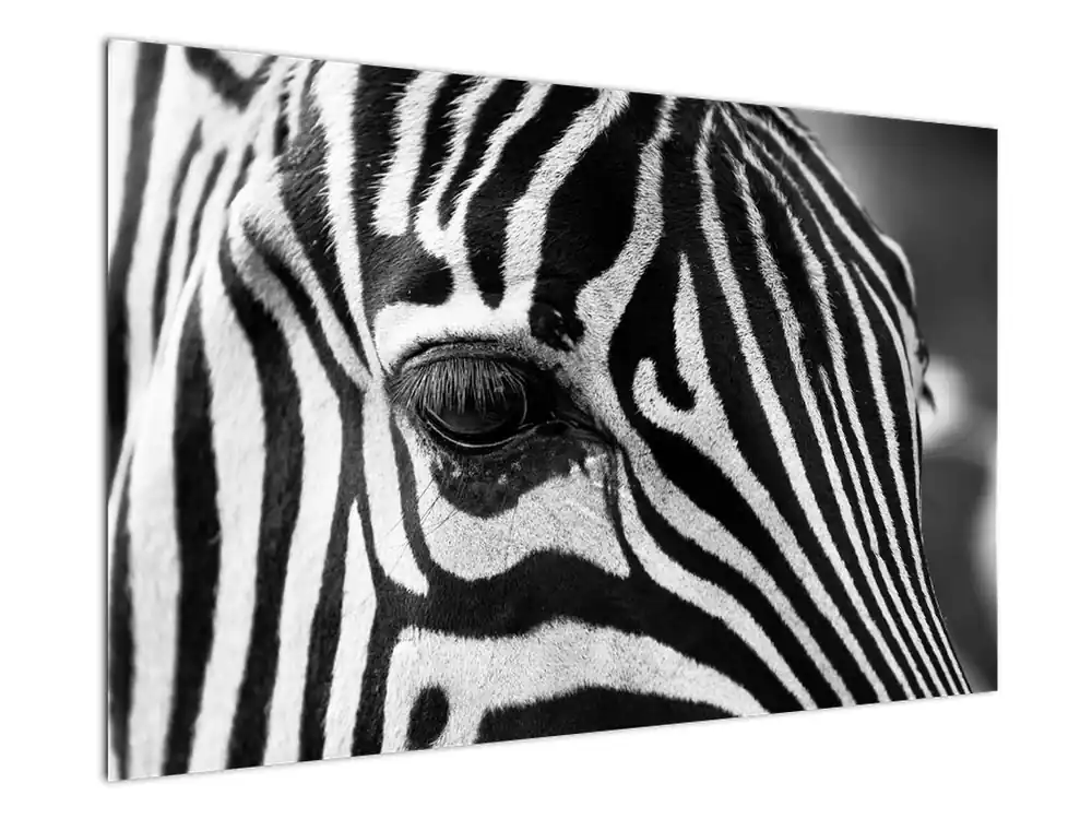 Schilderij - Zebra Oferta limitowana