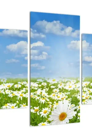 Schilderij - Bloeiende weide met margrieten Kup teraz