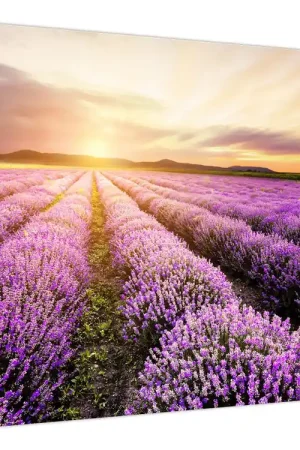 Autentyczny Schilderij - Zonsopgang in lavendelveld