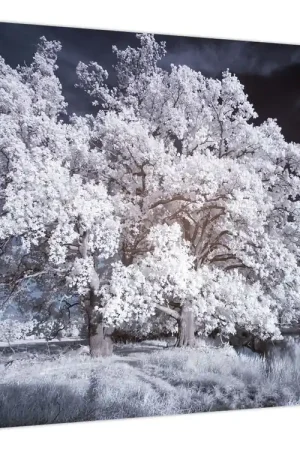 Nowość Schilderij - Sneeuwwitje Boom