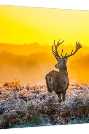 Schilderij - Herten bij zonsopgang Wyprzedaż