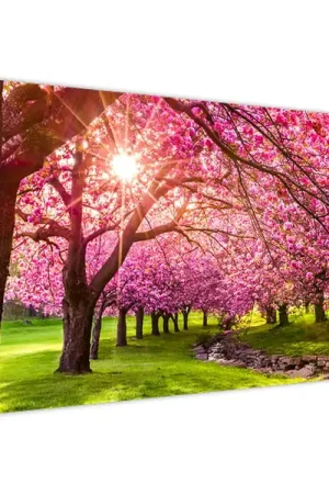 Popularny Schilderij - Kersbomen in bloei, Hurd Park, Dover, New Jersey