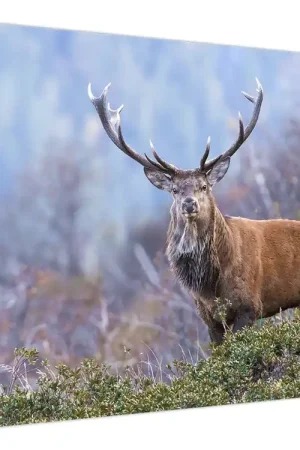 Kup teraz Schilderij - Herten in het landschap