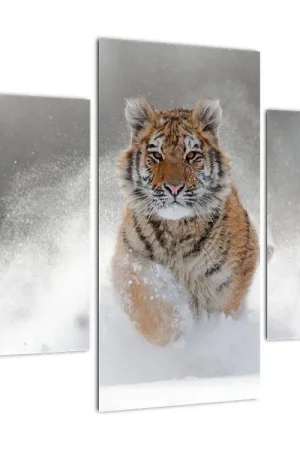 Schilderij - Rennende tijger in de sneeuw Ostatnia szansa