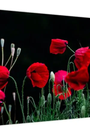 Schilderij - Klaprozendans Popularny