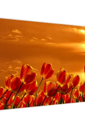 Schilderij - Bloeiend tulpenveld Premium