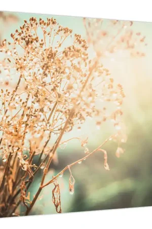 Schilderij - Planten na regen Ekspresowa dostawa
