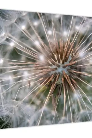 Popularny Schilderij - Paardenbloem
