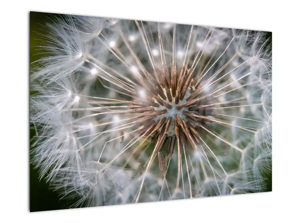 Popularny Schilderij - Paardenbloem