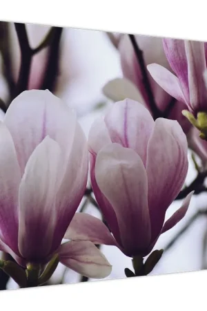 Ostatnia szansa Schilderij - Magnolia