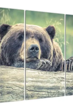 Schilderij - Beer Oferta limitowana