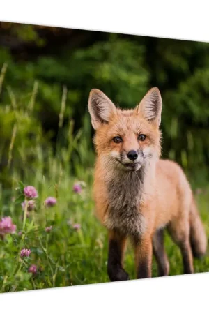 Schilderij - Vos Bezpieczna płatność