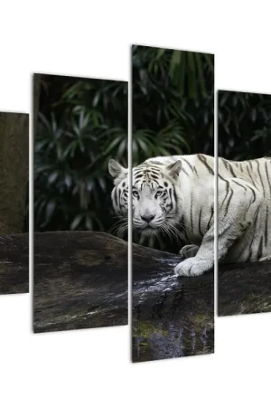 Schilderij - Albino tijger Popularny