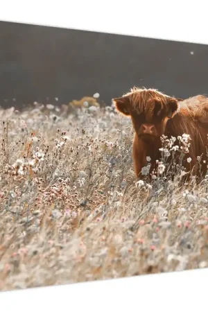 Schilderij - Schotse Hooglander in bloemen Niska cena