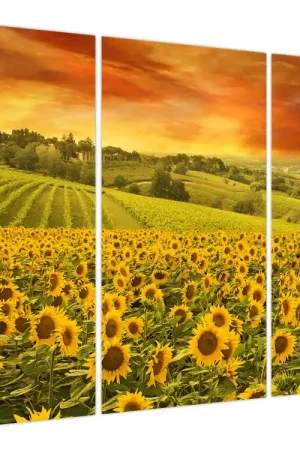 Zwrot pieniędzy Schilderij - Zonnebloemveld