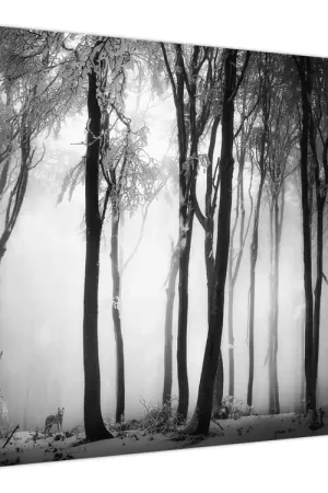 Niska cena Schilderij - Wolf in het donkere bos