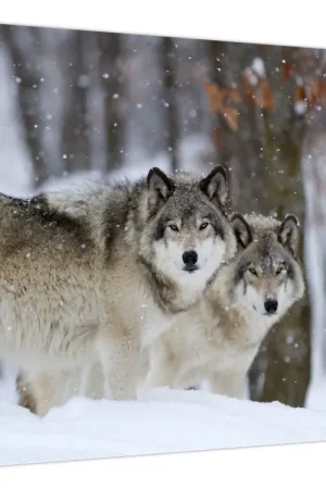 Szybka dostawa Schilderij - Wolven in de winter