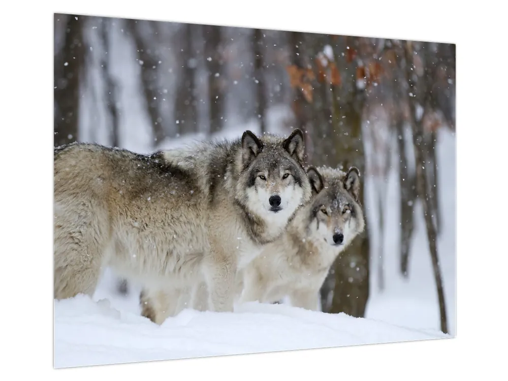 Szybka dostawa Schilderij - Wolven in de winter