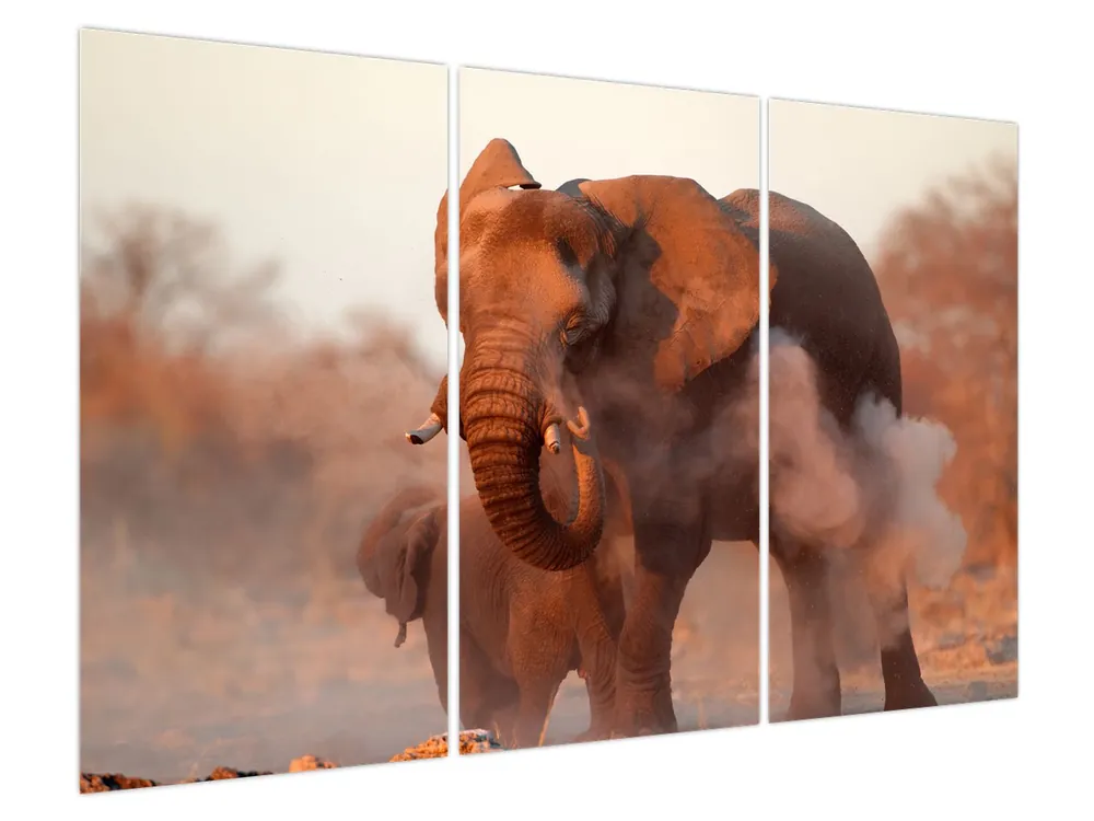 Tylko dziś Schilderij - Grote Afrikaanse Olifant