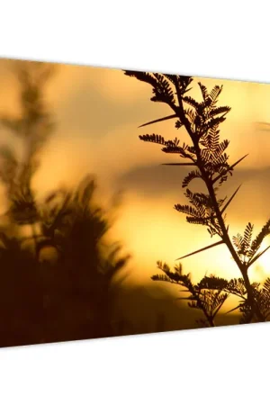 Schilderij - Zonsondergang achter bomen Najlepsza cena