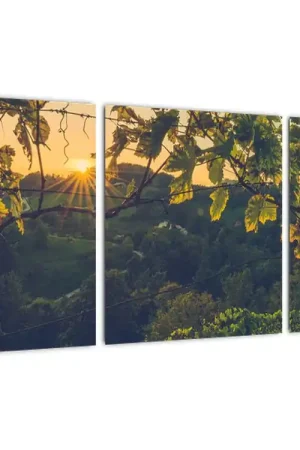 Schilderij - Wijngaard Promocja